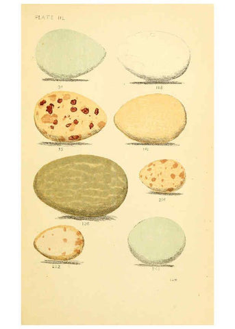Reproducción/Reproduction 6237077187: Eggs of North American birds Boston,De Wolfe, Fiske & co.,1890