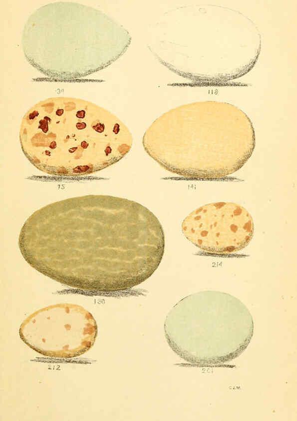 Reproducción/Reproduction 6237077187: Eggs of North American birds Boston,De Wolfe, Fiske & co.,1890