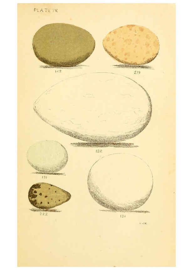 Reproducción/Reproduction 6237600414: Eggs of North American birds Boston,De Wolfe, Fiske & co.,1890