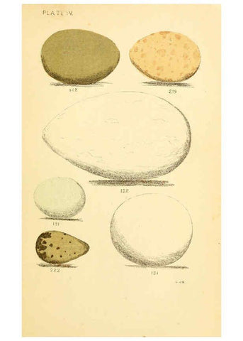 Reproducción/Reproduction 6237600414: Eggs of North American birds Boston,De Wolfe, Fiske & co.,1890