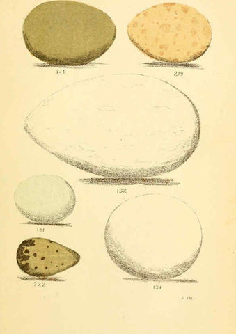 Reproducción/Reproduction 6237600414: Eggs of North American birds Boston,De Wolfe, Fiske & co.,1890