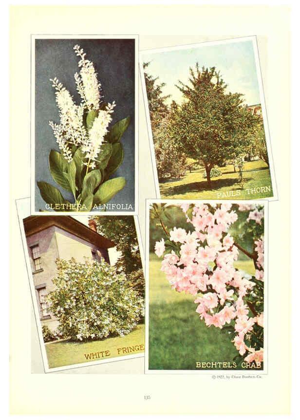 Reproducción/Reproduction 6237578396: Chase fruit and flowers in natural colors Rochester, N.Y.,Chase brothers company[c1922] 