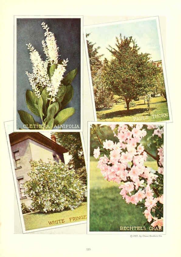 Reproducción/Reproduction 6237578396: Chase fruit and flowers in natural colors Rochester, N.Y.,Chase brothers company[c1922] 
