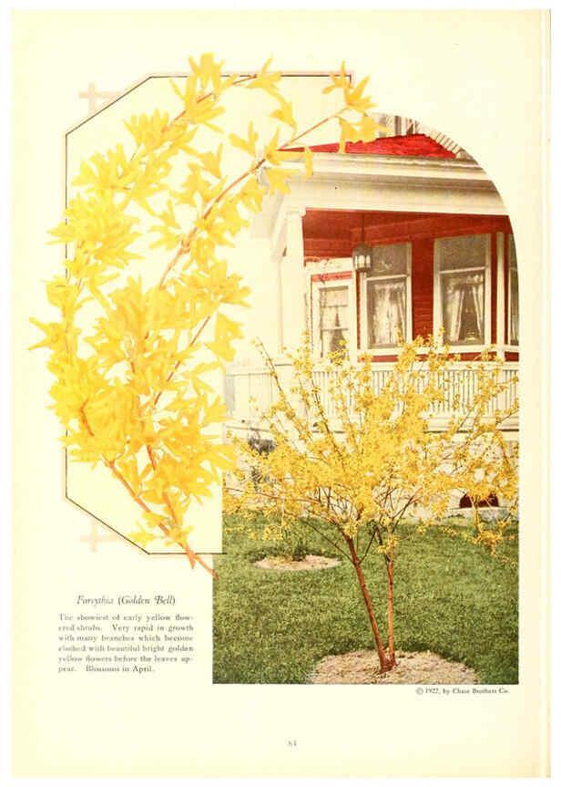 Reproducción/Reproduction 6237045995: Chase fruit and flowers in natural colors Rochester, N.Y.,Chase brothers company[c1922] 