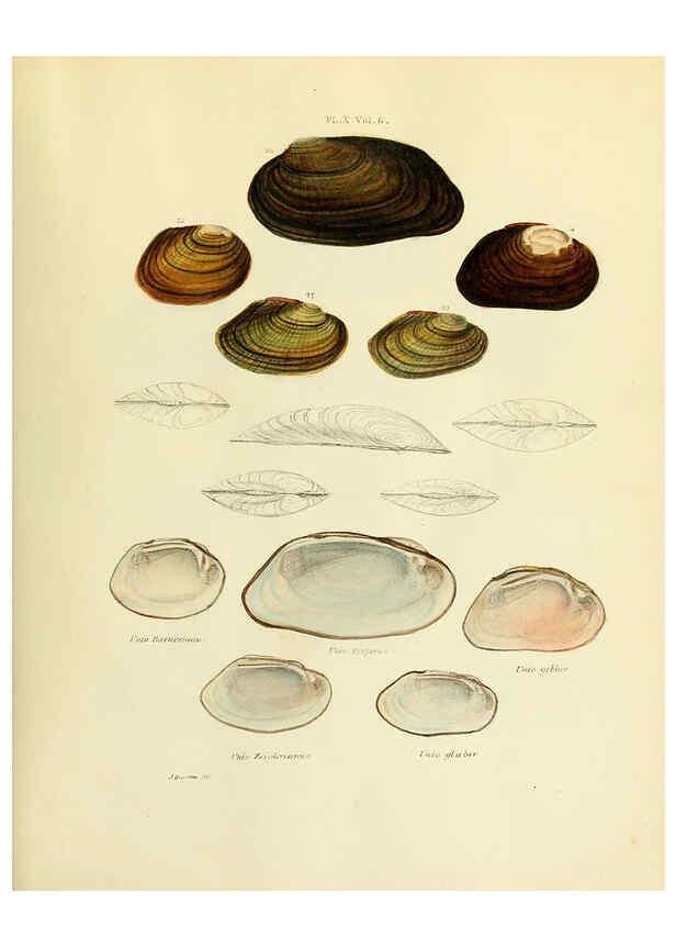 Reproducción/Reproduction 6243450051: Transactions of the American Philosophical Society. v.6. Philadelphia :The Society, 1839