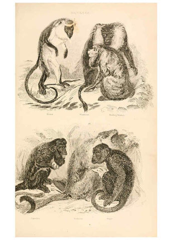 Reproducción/Reproduction 6244012450: The animal kingdom, arranged after its organization London,W. S. Orr and co.,1854