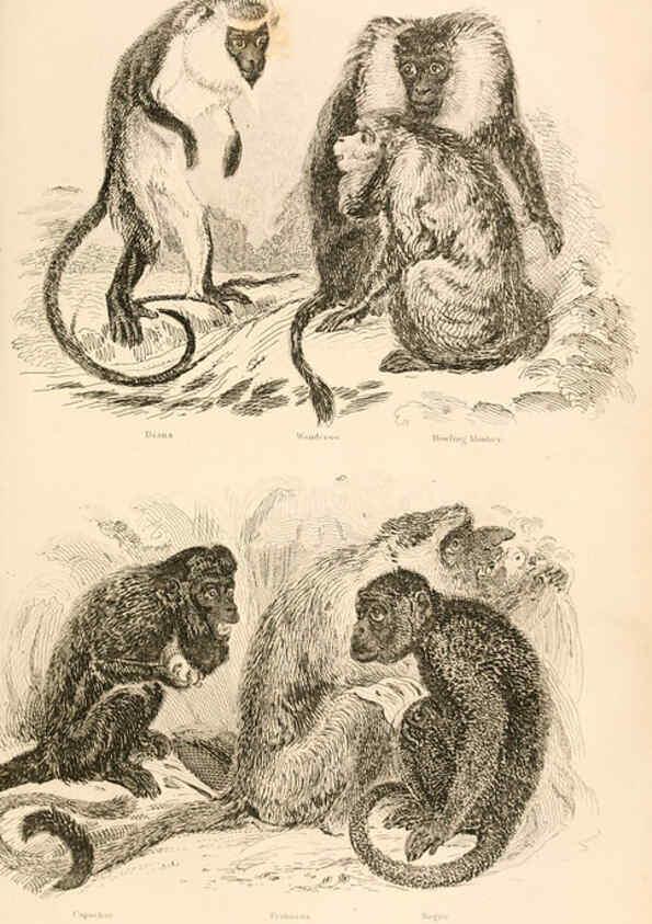 Reproducción/Reproduction 6244012450: The animal kingdom, arranged after its organization London,W. S. Orr and co.,1854
