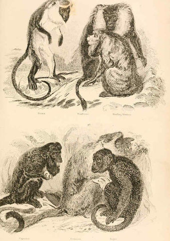 Reproducción/Reproduction 6244012450: The animal kingdom, arranged after its organization London,W. S. Orr and co.,1854
