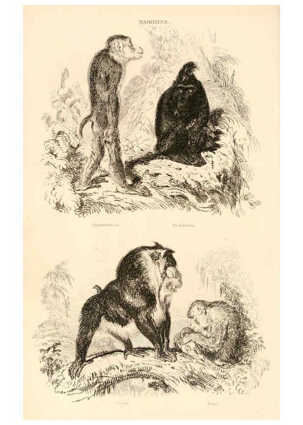 Reproducción/Reproduction 6244012718: The animal kingdom, arranged after its organization London,W. S. Orr and co.,1854