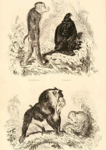 Reproducción/Reproduction 6244012718: The animal kingdom, arranged after its organization London,W. S. Orr and co.,1854