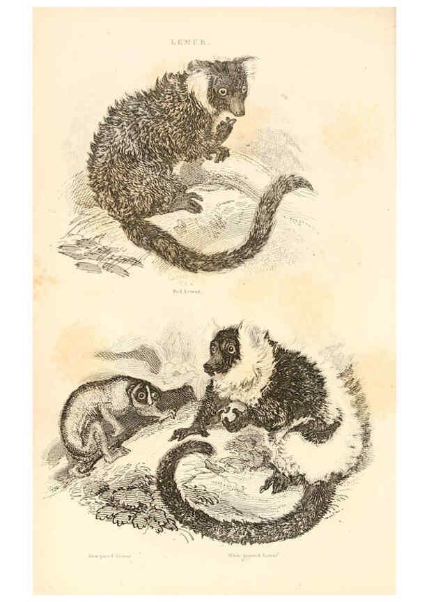 Reproducción/Reproduction 6243495369: The animal kingdom, arranged after its organization London,W. S. Orr and co.,1854