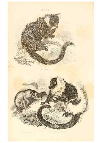Reproducción/Reproduction 6243495369: The animal kingdom, arranged after its organization London,W. S. Orr and co.,1854