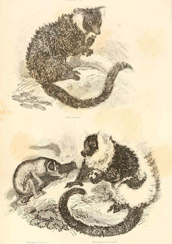 Reproducción/Reproduction 6243495369: The animal kingdom, arranged after its organization London,W. S. Orr and co.,1854