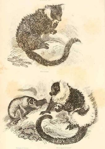 Reproducción/Reproduction 6243495369: The animal kingdom, arranged after its organization London,W. S. Orr and co.,1854