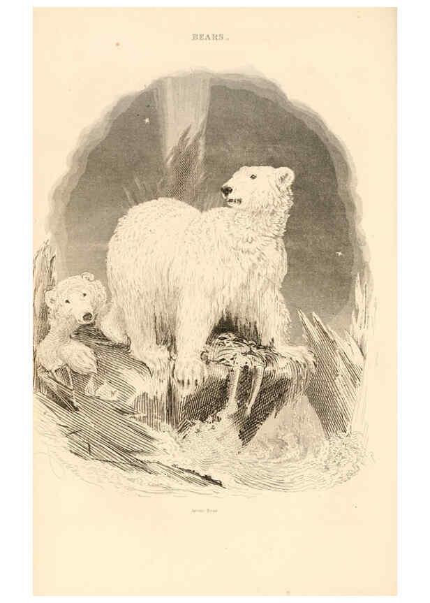 Reproducción/Reproduction 6243495745: The animal kingdom, arranged after its organization London,W. S. Orr and co.,1854