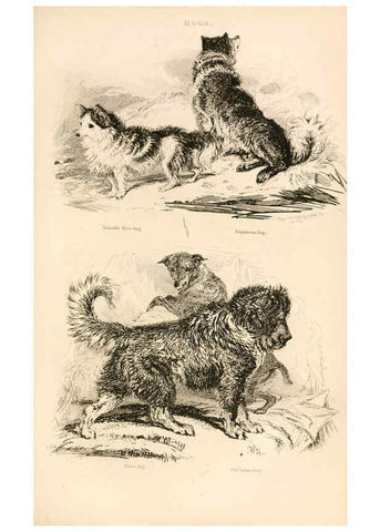 Reproducción/Reproduction 6243497823: The animal kingdom, arranged after its organization London,W. S. Orr and co.,1854
