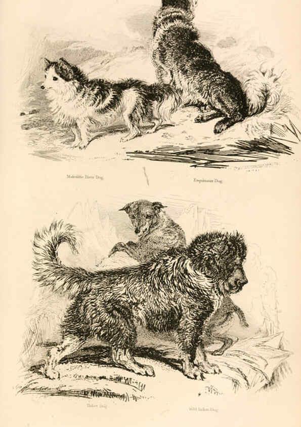 Reproducción/Reproduction 6243497823: The animal kingdom, arranged after its organization London,W. S. Orr and co.,1854