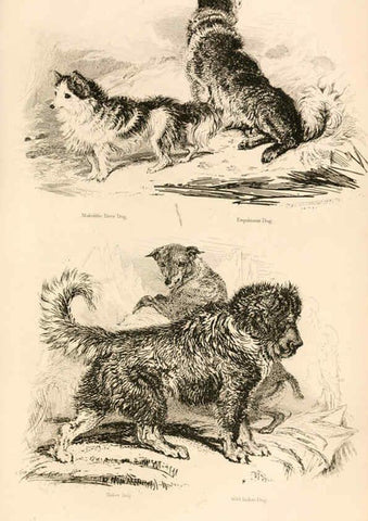 Reproducción/Reproduction 6243497823: The animal kingdom, arranged after its organization London,W. S. Orr and co.,1854