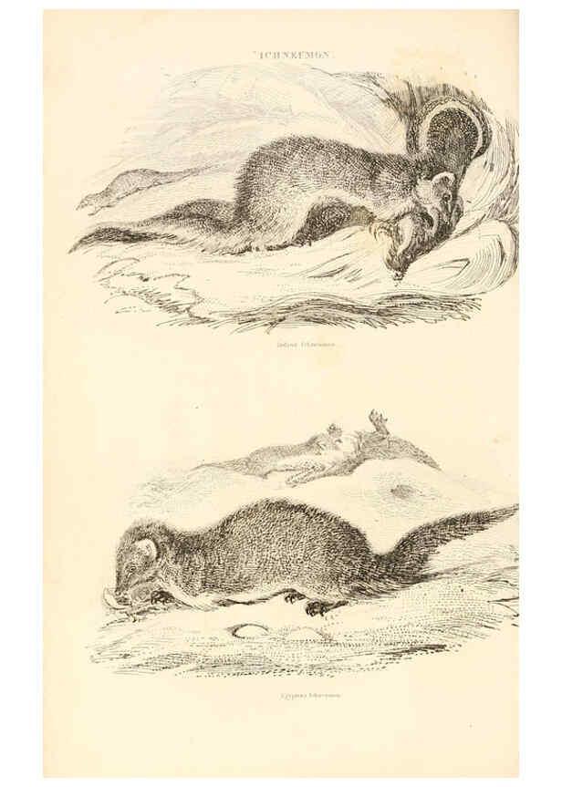 Reproducción/Reproduction 6243498145: The animal kingdom, arranged after its organization London,W. S. Orr and co.,1854