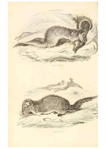 Reproducción/Reproduction 6243498145: The animal kingdom, arranged after its organization London,W. S. Orr and co.,1854