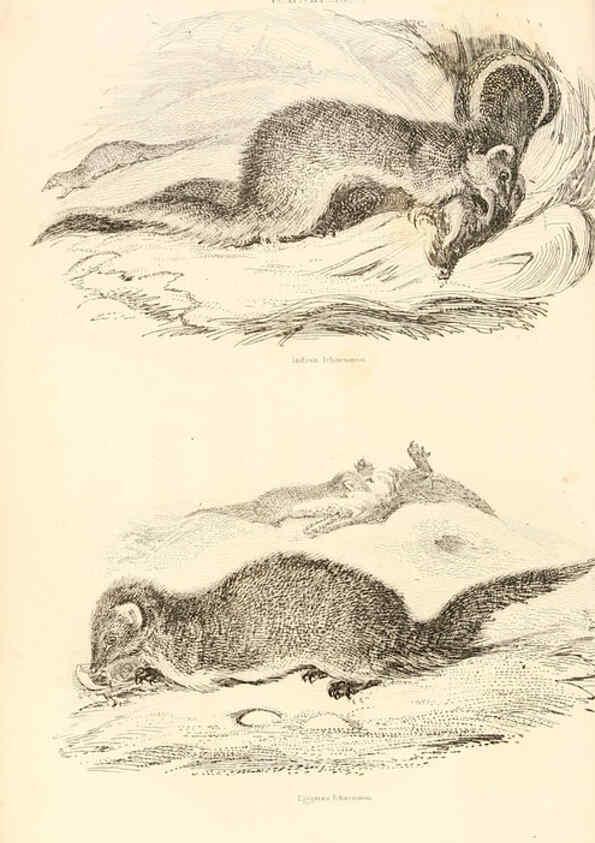 Reproducción/Reproduction 6243498145: The animal kingdom, arranged after its organization London,W. S. Orr and co.,1854