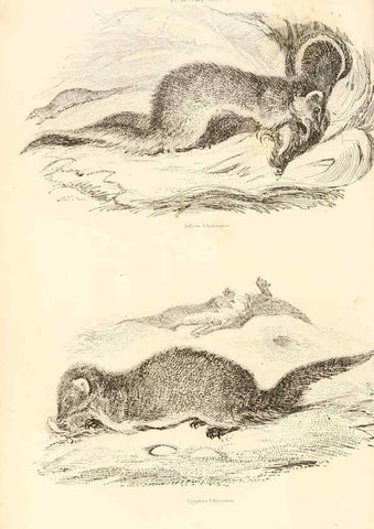 Reproducción/Reproduction 6243498145: The animal kingdom, arranged after its organization London,W. S. Orr and co.,1854