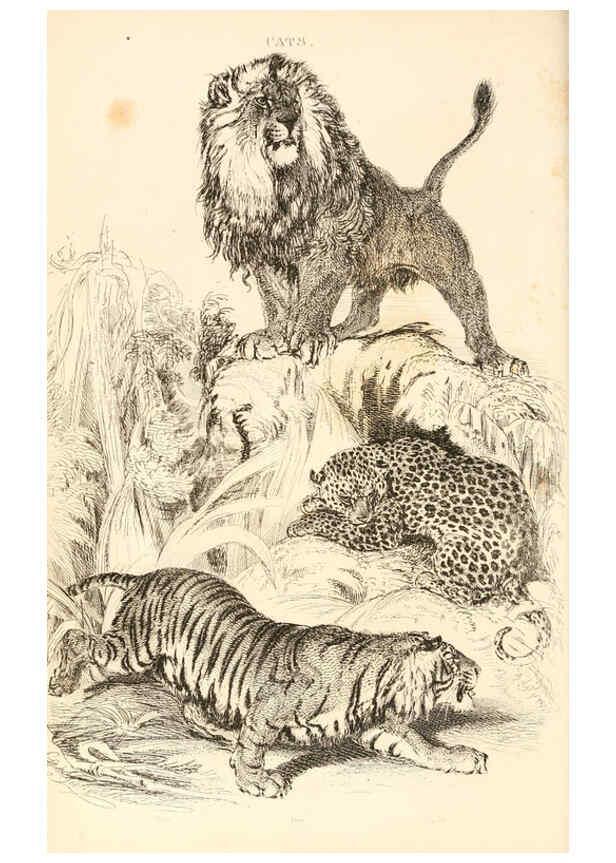 Reproducción/Reproduction 6243498407: The animal kingdom, arranged after its organization London,W. S. Orr and co.,1854