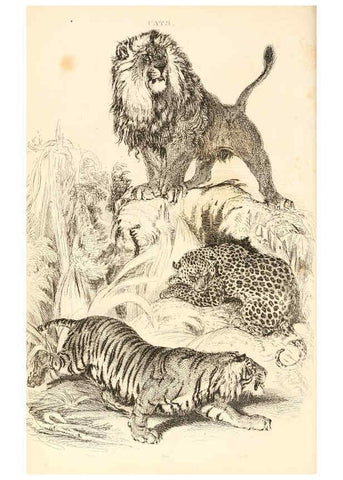 Reproducción/Reproduction 6243498407: The animal kingdom, arranged after its organization London,W. S. Orr and co.,1854