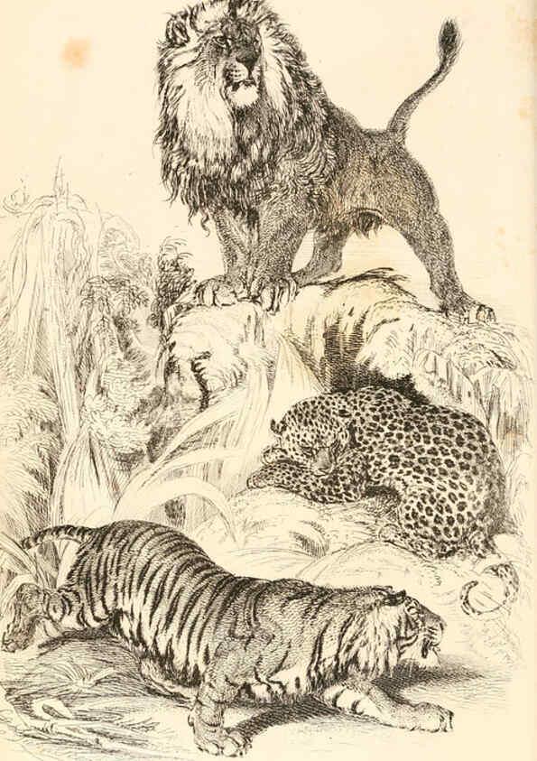 Reproducción/Reproduction 6243498407: The animal kingdom, arranged after its organization London,W. S. Orr and co.,1854
