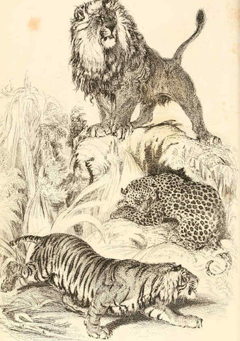 Reproducción/Reproduction 6243498407: The animal kingdom, arranged after its organization London,W. S. Orr and co.,1854
