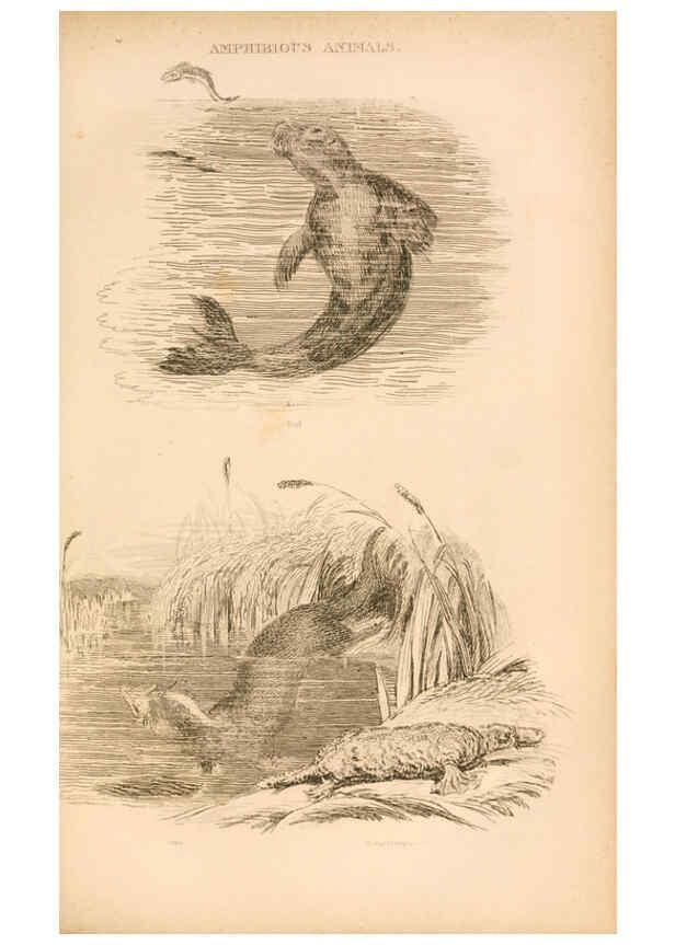 Reproducción/Reproduction 6244016152: The animal kingdom, arranged after its organization London,W. S. Orr and co.,1854