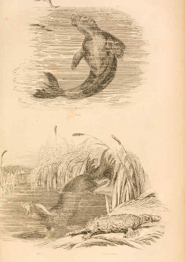 Reproducción/Reproduction 6244016152: The animal kingdom, arranged after its organization London,W. S. Orr and co.,1854