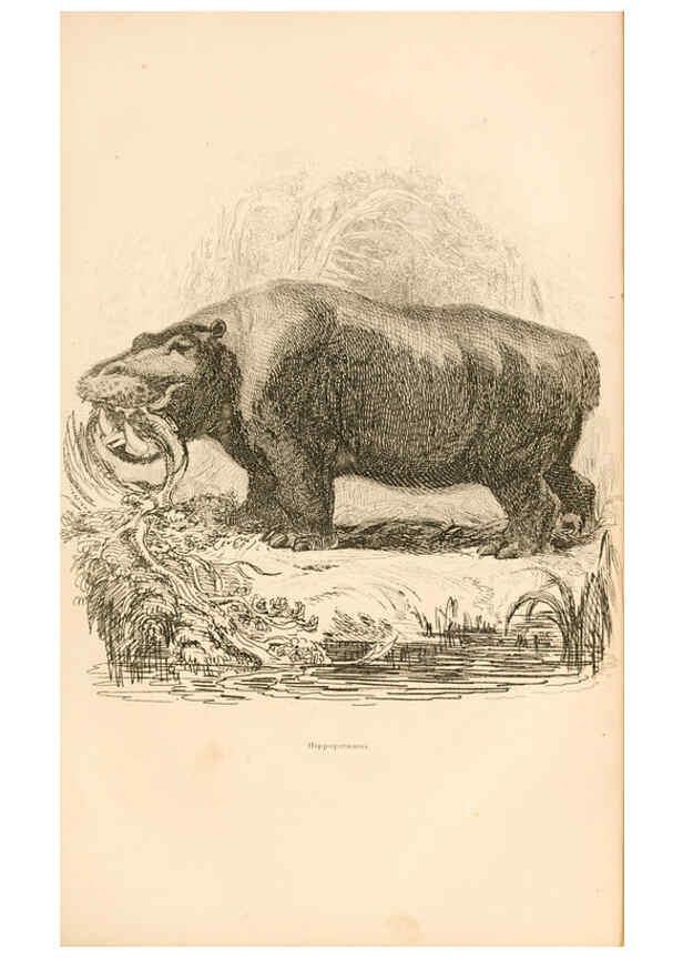 Reproducción/Reproduction 6243498981: The animal kingdom, arranged after its organization London,W. S. Orr and co.,1854