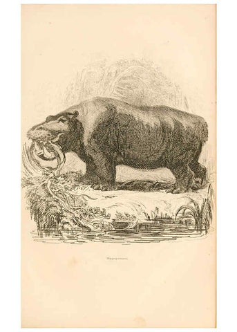 Reproducción/Reproduction 6243498981: The animal kingdom, arranged after its organization London,W. S. Orr and co.,1854
