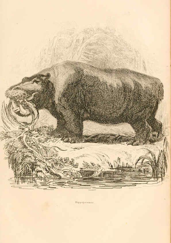 Reproducción/Reproduction 6243498981: The animal kingdom, arranged after its organization London,W. S. Orr and co.,1854