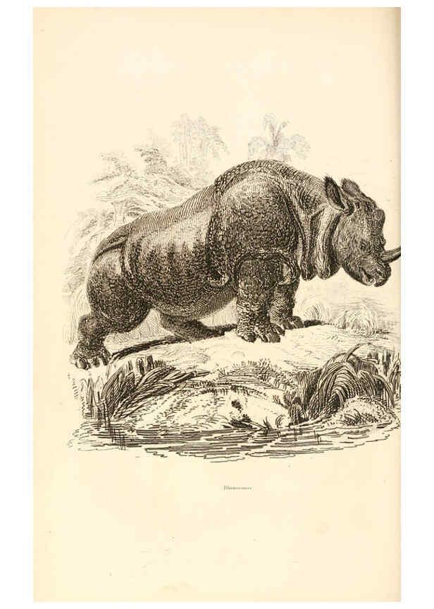 Reproducción/Reproduction 6243499423: The animal kingdom, arranged after its organization London,W. S. Orr and co.,1854