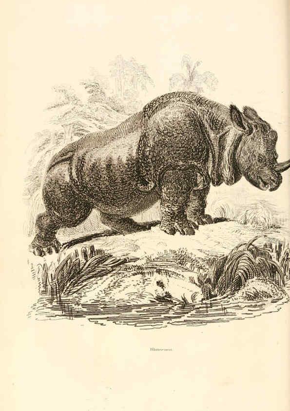 Reproducción/Reproduction 6243499423: The animal kingdom, arranged after its organization London,W. S. Orr and co.,1854