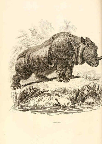 Reproducción/Reproduction 6243499423: The animal kingdom, arranged after its organization London,W. S. Orr and co.,1854