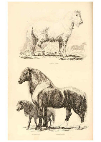 Reproducción/Reproduction 6243499633: The animal kingdom, arranged after its organization London,W. S. Orr and co.,1854