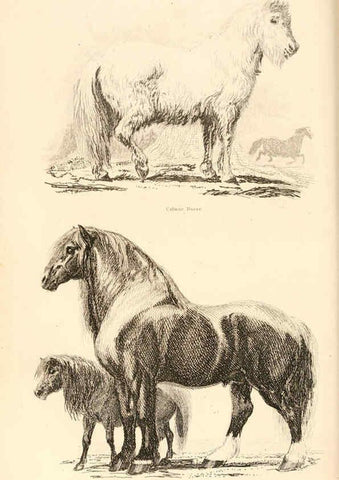 Reproducción/Reproduction 6243499633: The animal kingdom, arranged after its organization London,W. S. Orr and co.,1854