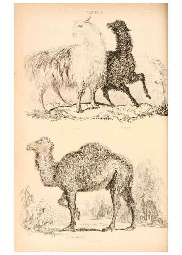 Reproducción/Reproduction 6243499845: The animal kingdom, arranged after its organization London,W. S. Orr and co.,1854