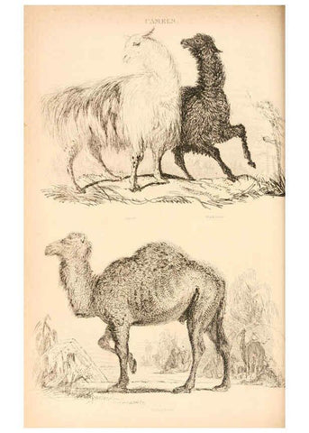 Reproducción/Reproduction 6243499845: The animal kingdom, arranged after its organization London,W. S. Orr and co.,1854