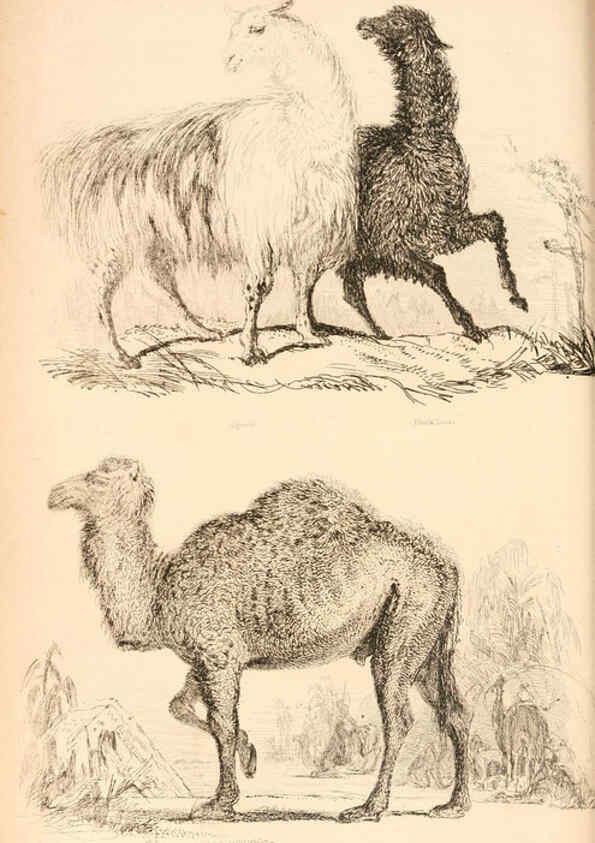 Reproducción/Reproduction 6243499845: The animal kingdom, arranged after its organization London,W. S. Orr and co.,1854
