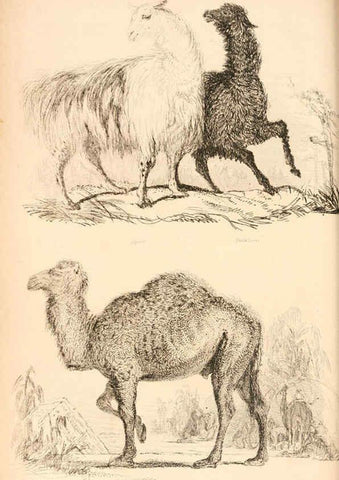 Reproducción/Reproduction 6243499845: The animal kingdom, arranged after its organization London,W. S. Orr and co.,1854