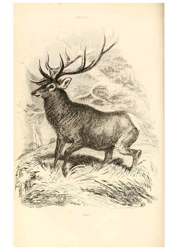 Reproducción/Reproduction 6243500035: The animal kingdom, arranged after its organization London,W. S. Orr and co.,1854