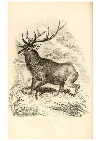Reproducción/Reproduction 6243500035: The animal kingdom, arranged after its organization London,W. S. Orr and co.,1854