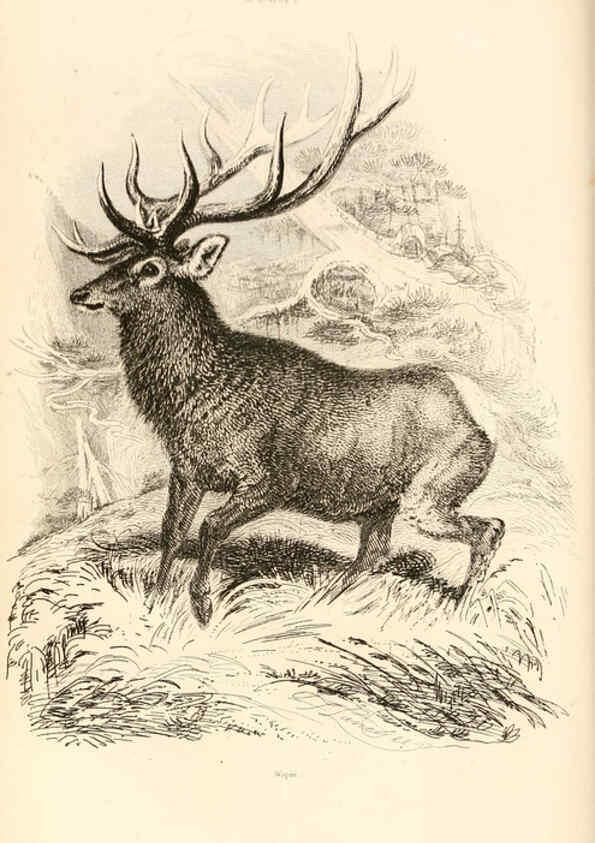 Reproducción/Reproduction 6243500035: The animal kingdom, arranged after its organization London,W. S. Orr and co.,1854