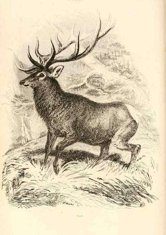 Reproducción/Reproduction 6243500035: The animal kingdom, arranged after its organization London,W. S. Orr and co.,1854