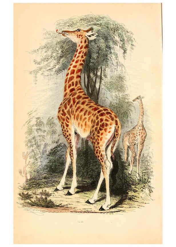 Reproducción/Reproduction 6243493495: The animal kingdom, arranged after its organization London,W. S. Orr and co.,1854