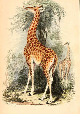 Reproducción/Reproduction 6243493495: The animal kingdom, arranged after its organization London,W. S. Orr and co.,1854